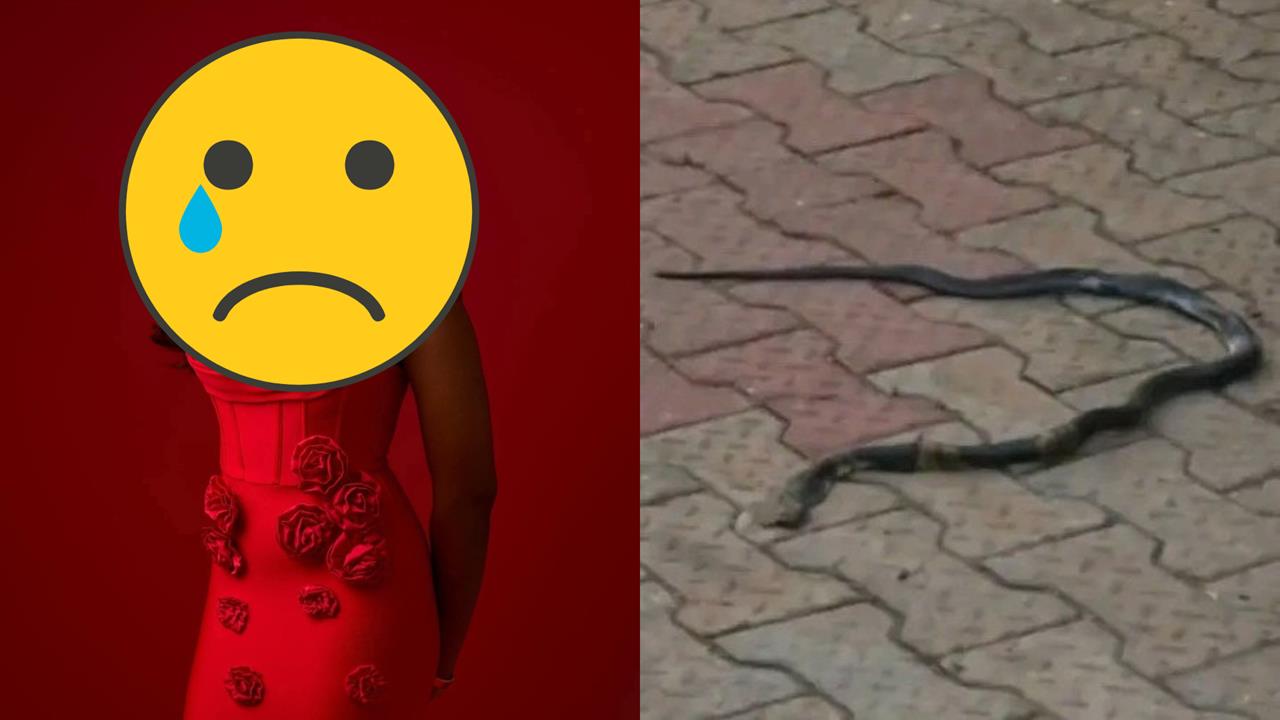 正妹歌手睡一半遭猛蛇狠咬！「急速毒發」苦撐1天亡